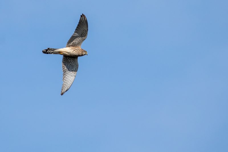 Faucon crécerelle en vol